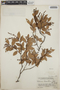 Vaccinium leucanthum image