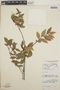 Vaccinium leucanthum image