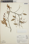 Vaccinium leucanthum image