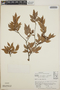 Vaccinium leucanthum image