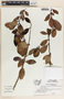 Vaccinium poasanum image