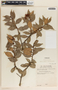 Vaccinium poasanum image