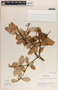 Vaccinium poasanum image