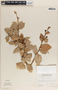 Vaccinium poasanum image