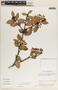 Vaccinium poasanum image