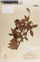 Vaccinium poasanum image