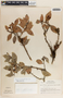 Vaccinium poasanum image