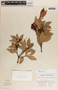 Vaccinium poasanum image