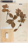 Vaccinium poasanum image