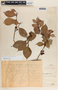 Vaccinium poasanum image
