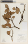 Vaccinium poasanum image
