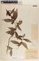 Vaccinium poasanum image