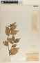 Vaccinium poasanum image