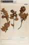 Vaccinium poasanum image