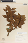 Vaccinium poasanum image