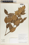 Vaccinium poasanum image