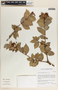 Vaccinium poasanum image