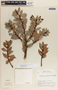 Vaccinium poasanum image