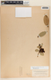 Vaccinium poasanum image