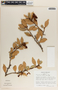 Vaccinium poasanum image