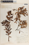 Vaccinium stenophyllum image