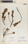 Vaccinium selerianum image