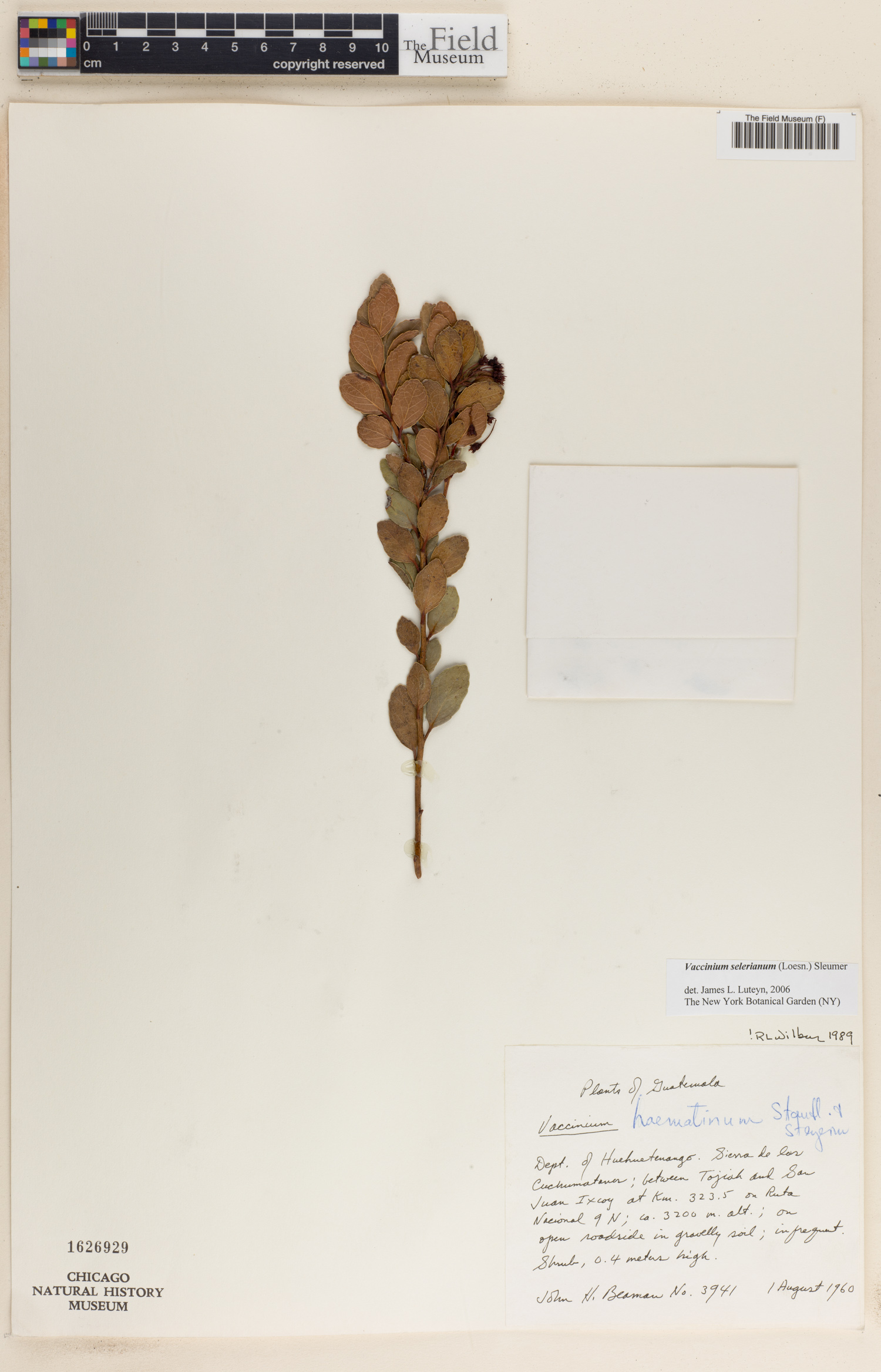 Vaccinium selerianum image