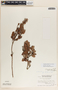 Vaccinium selerianum image