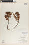 Vaccinium selerianum image