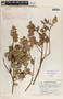 Vaccinium selerianum image
