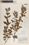 Vaccinium selerianum image