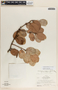Vaccinium selerianum image