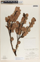 Vaccinium selerianum image