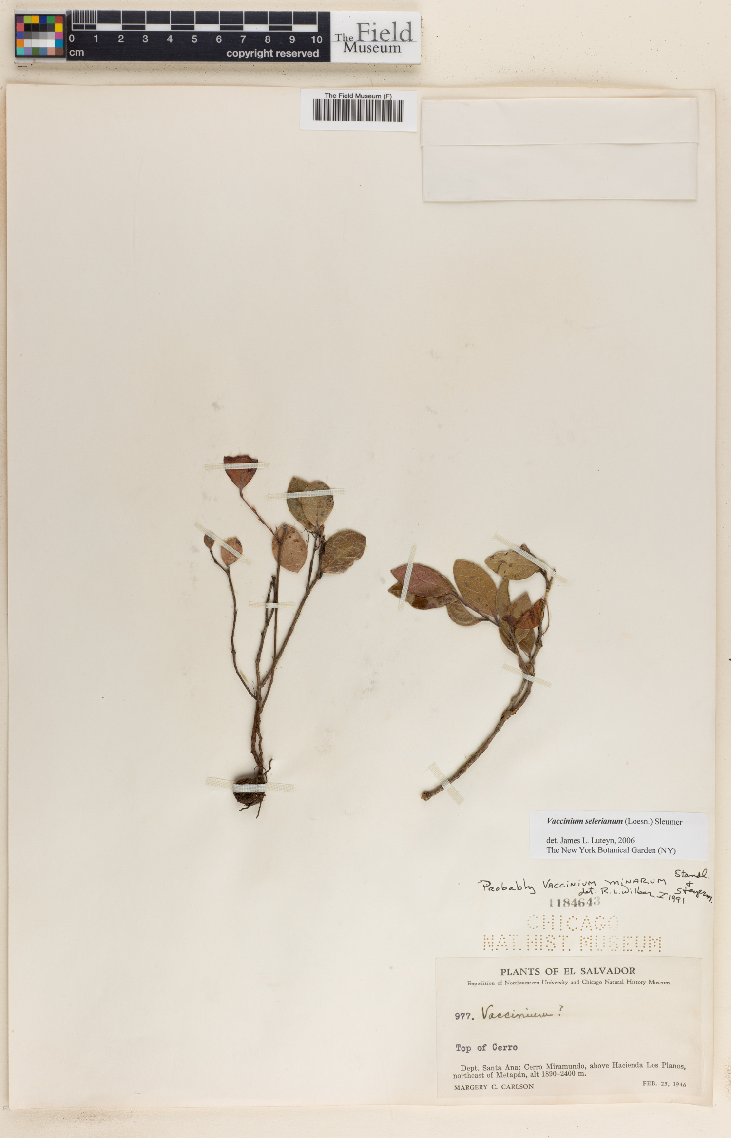 Vaccinium selerianum image