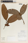 Psammisia ramiflora image