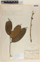 Psammisia ramiflora image