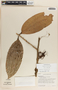 Psammisia ulbrichiana image