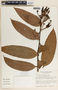 Psammisia ulbrichiana image