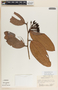 Psammisia ulbrichiana image