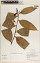 Psammisia ulbrichiana image