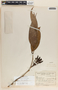 Psammisia ulbrichiana image