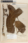 Psammisia ulbrichiana image