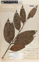 Psammisia ulbrichiana image