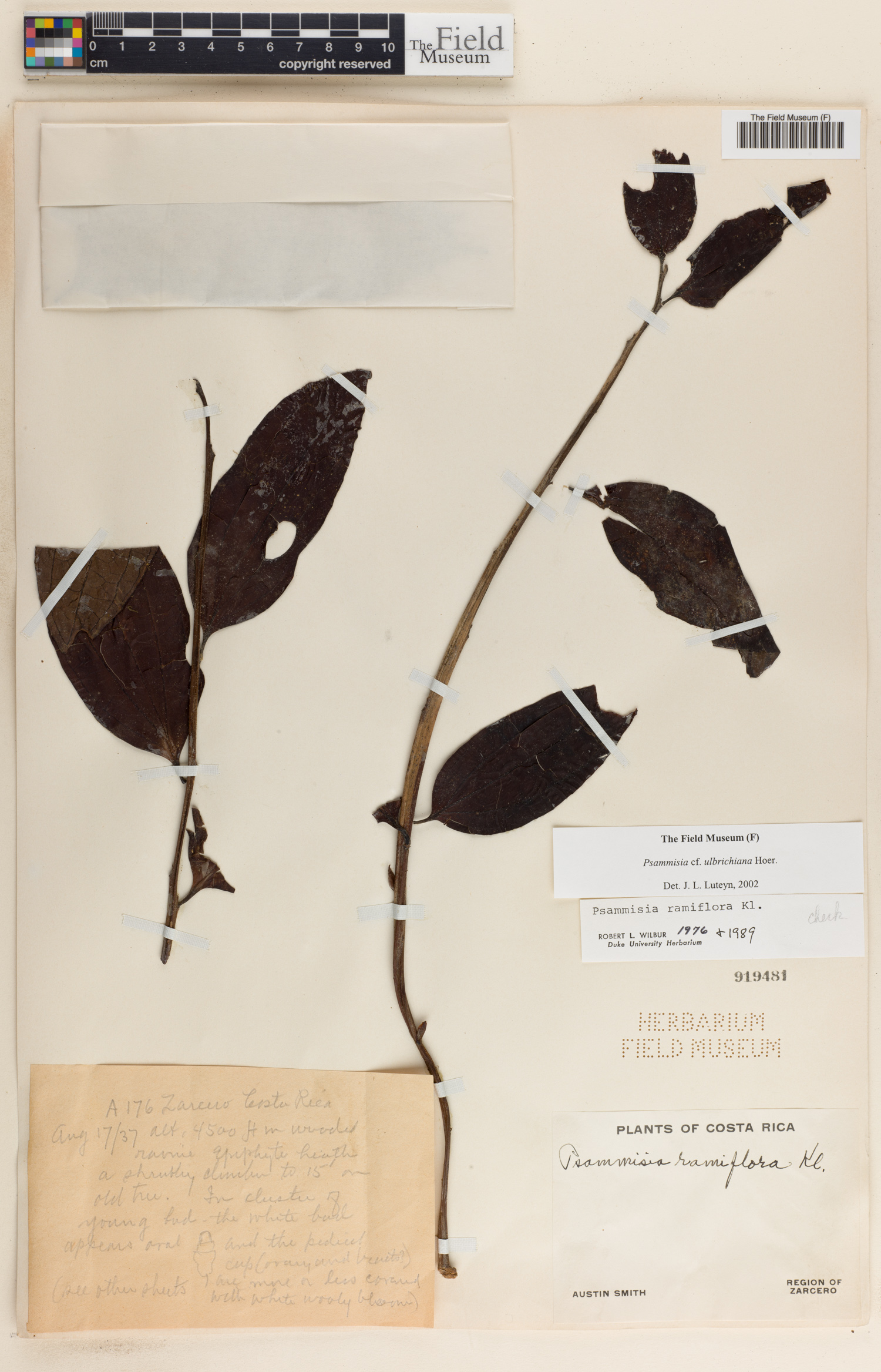 Psammisia ulbrichiana image