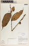 Psammisia ulbrichiana image