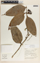 Psammisia ulbrichiana image