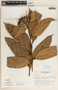Psammisia ulbrichiana image