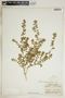 Euphorbia humistrata image