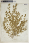 Euphorbia humistrata image