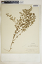 Euphorbia humistrata image